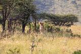 TANZANIA - Serengeti National Park - Lobo - 16